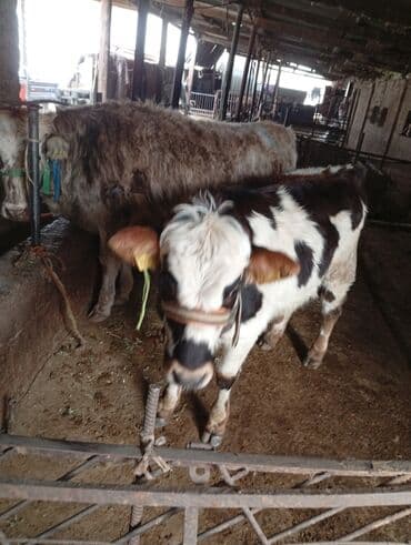 куплю авчарку васточный еврапейца кабиля: Продаю | Бык (самец) | Полукровка | На откорм | Привязанные — 4