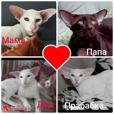 шотландская золотая шиншилла цена: Ориентальная, 1 месяц, Мальчик, Белый — 6