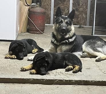 той пудель собака: Предлагаются к продаже щенки Восточноевропейской овчарки от питомника — 4