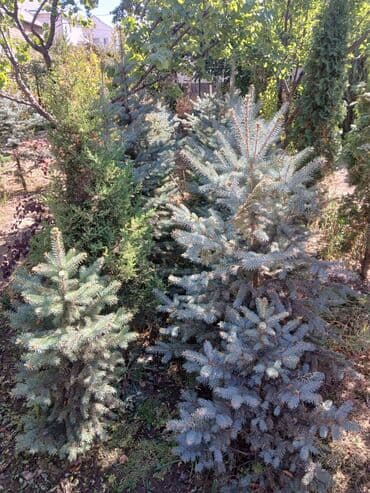 облепиха саженцы: Саженцы деревьев: Ели, Самовывоз — 5