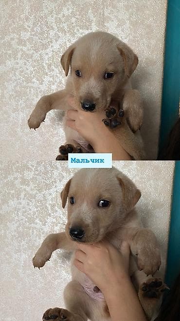 кошка котёнок: Щенки метисы, помет разнопёстрый: - Мальчик, коричнево-белый с тёмной — 2