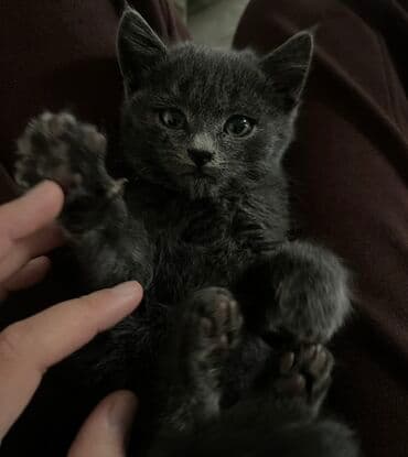 продажа щенков немецкой овчарки с документами в бишкеке: Отдам в добрые руки дымчато‑серый котёнок Характер контактный — 4