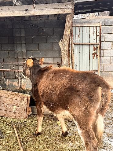 торпое: Продаю | Тёлка | На откорм, Для разведения, Для молока | Отела не было — 6