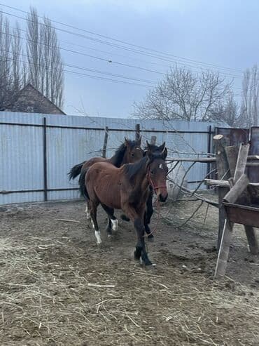 шотландская вислоухая кошка цена бишкек: Продаю | Жеребец, Жеребенок | Полукровка, Английская | Конный спорт — 2