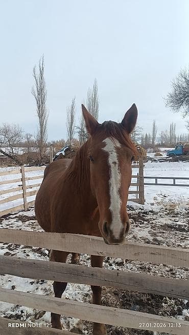 парода уйлар: Продаю | Кобыла (самка) | Дончак | Для разведения — 2