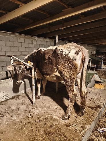 ат жаныбар: Сатам | Уй (ургаачы) | Сүт алуу үчүн | Байланган — 4