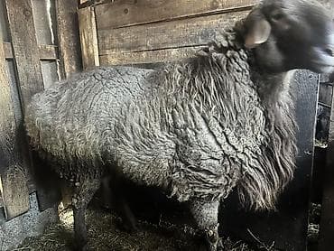 бирка для животных: Продаю | Баран (самец) — 1