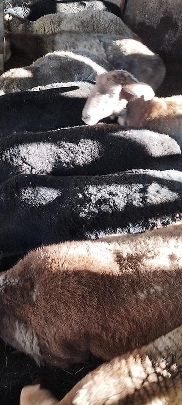 уй ала тоо парода: Продаю | Овца (самка) | Полукровка | Для разведения | Ярка — 4