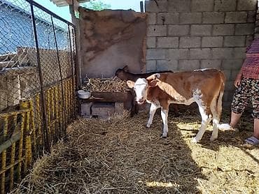Продаю | Музоо, торпок | Симментальская at lalafo.kg Продаю | Музоо, торпок | Симментальская