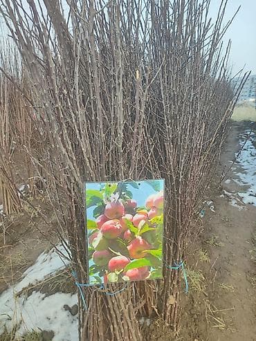 абрикос дерево: Саженцы плодовых деревьев (разные сорта) - Черешня «Мелитополь — 8