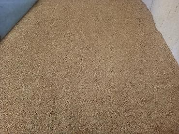 продаю кур: Продаю Ячмень — 1