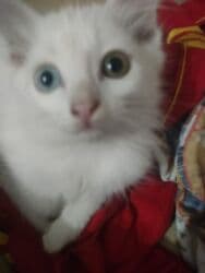 домашние кошки: Ангорская, 2 месяца, Девочка, Белый, Приучена к лотку — 7