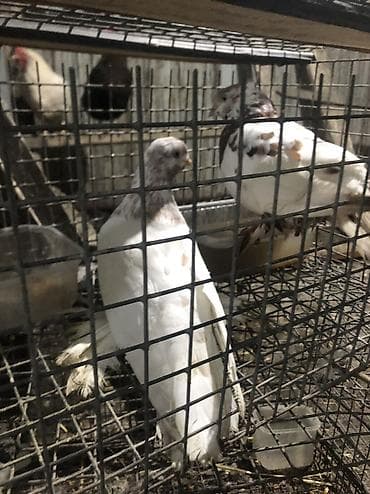 бабочки живые: Продаю село беловоцк — 2