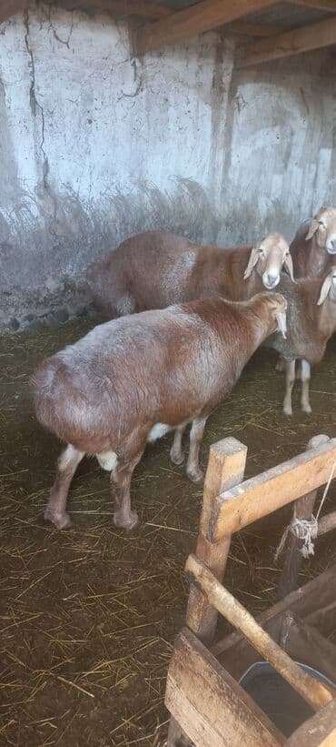 сколько стоит шиншилла маленькая: Бараны, овцы — 1