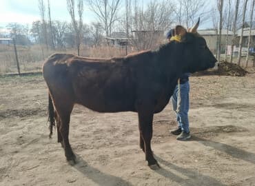 Продаю | Бык (самец) | На откорм | Привязанные at lalafo.kg Продаю | Бык (самец) | На откорм | Привязанные