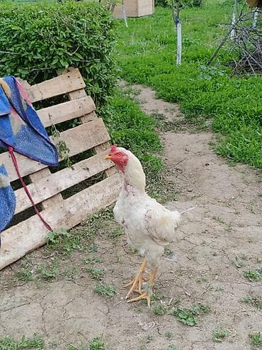 шамо: Продаю | Куры | Бойцовая, Дакан | Для разведения, Для боев — 9