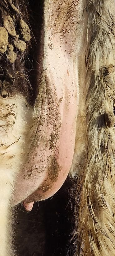 Другие животные: Продаю | Корова (самка) | Голштин | Для молока | Привязанные — 4