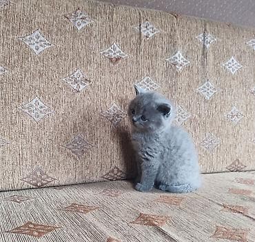 рыжая сибирская кошка: Последний котенок остался!!! Шотландский питомник — 7