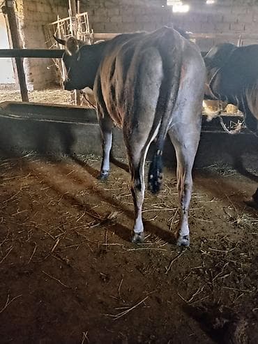 лекарство для животных: Продаю | Корова (самка) | Для молока | Нетель — 6