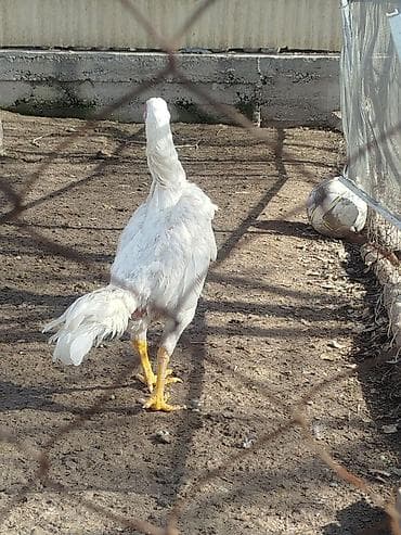 кой бишкек: Дакан ак мекиштер сатылат 2 штук бар активный алмашу жолдору бар — 3