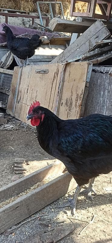 Кошки: Продаю 8 мес.петушков Джерсийский гигант.Линия Фокина — 3