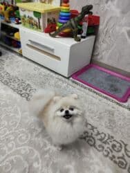 купить собаку шпица недорого: Шпиц, 1 год, Самец, С прививкой, С родословной — 2