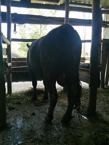 крупные собаки: Продаю | Бык (самец) | Абердин-ангус | Для разведения | Осеменитель — 2