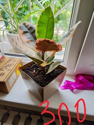 Фикусы: Фикус эластика вариегатный (Ficus elastica, сорт с пестрыми листьями) — 3