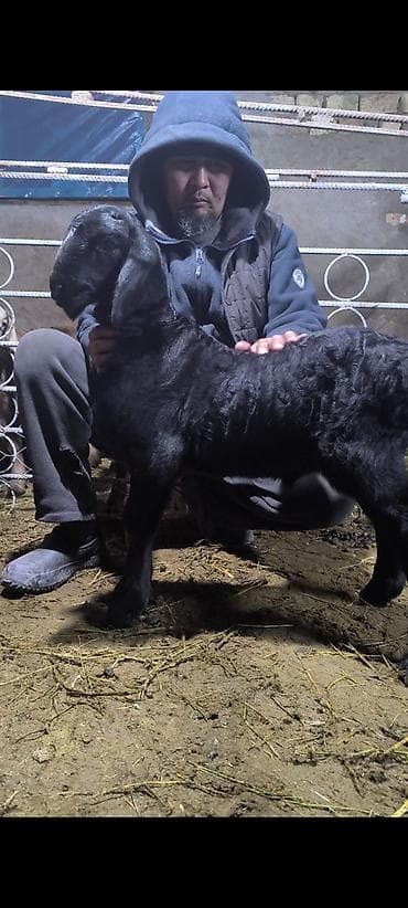 ящик аары: Сатам | Ургаачы кой (ургаачы) | Көбөйтүү үчүн | Асыл тукумдуу — 9