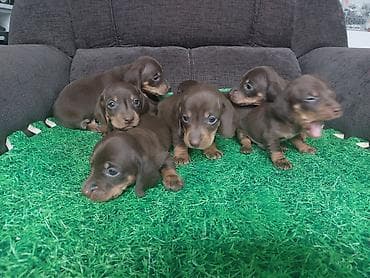 русская спаниель: Щенки таксы, гладкошерстная мини. Окрас: шоколад с подпалом. На фото — 8