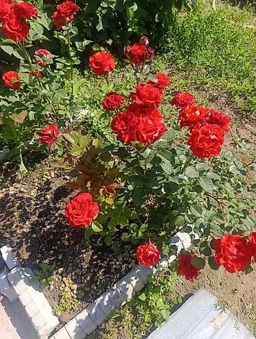 цветы по оптовой цене: В связи с переездом, Срочно продаю садовые цветы — 5