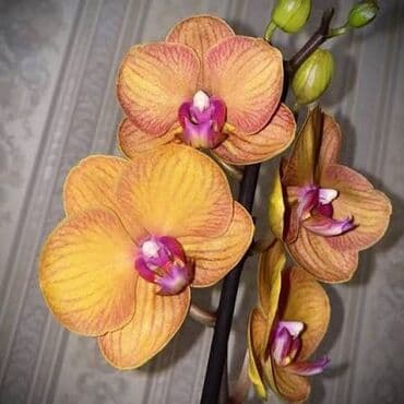 искусственные цветы бишкек: Орхидеи❤️ Продаю домашнюю коллекцию В ДАННЫЙ МОМЕНТ НЕ ЦВЕТУТ!!! — 1
