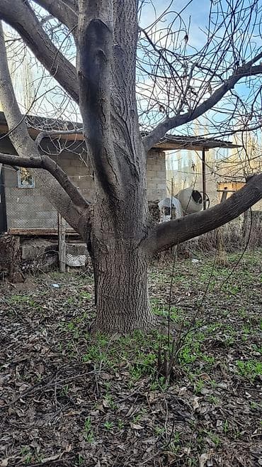 Орех (грецкий) — взрослое плодовое дерево цена договорная - Порода