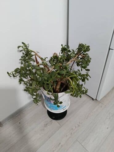 денежные дерево: Суккулент Крассула Овата, также известный как денежное дерево — 1