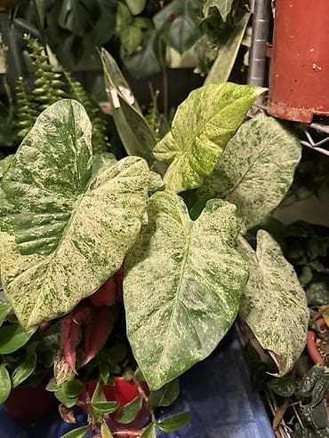 Ароидные комнатные растения (коллекционные сорта) - Сингониум