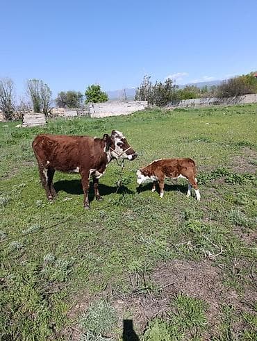 кане корсо собака цена: Продаю | Корова (самка) | Полукровка, Герефорд | Для разведения | Привязанные — 4