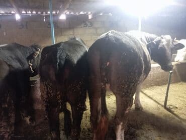 Иттер: Сатам | Бука (эркек) | Бордоп семиртүү үчүн | Байланган — 4