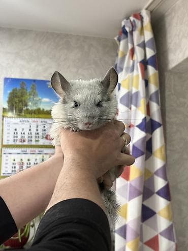 Шиншиллы: Шиншилла (белый окрас) 1,5 месяца Мальчик Ручной На 4 и 5 фото отец — 4