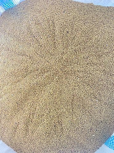 Семена клевера. Беде урук сатылат. Баасы: кг320 сомдон Пектустан