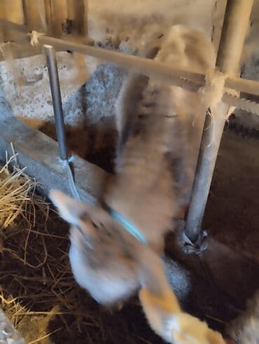 купить собаку доберман в бишкеке: Продаю | Музоо, торпок | Полукровка | На откорм | Привязанные — 2