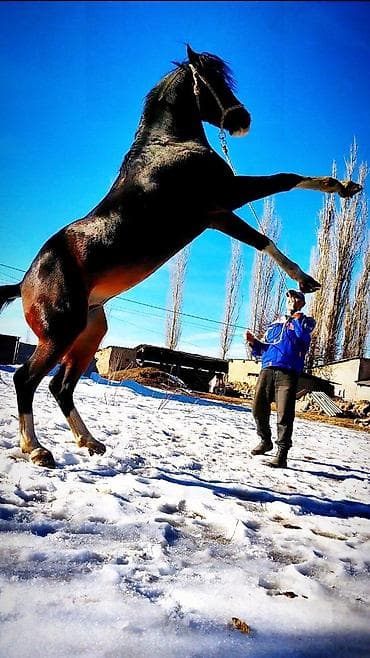 Птицы: Продаю | Конь (самец) | Конный спорт — 1