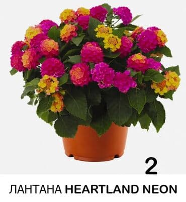 семенной картошка: Черенки лантаны вегетативной — 3