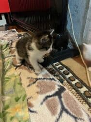 кролик декоративный: Очень ухоженная но помотанная кошечка дворняжка напоминает породу — 2