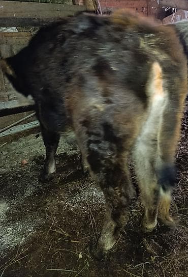 Аквариумдар: Сатам | Музоо | Бордоп семиртүү үчүн — 2