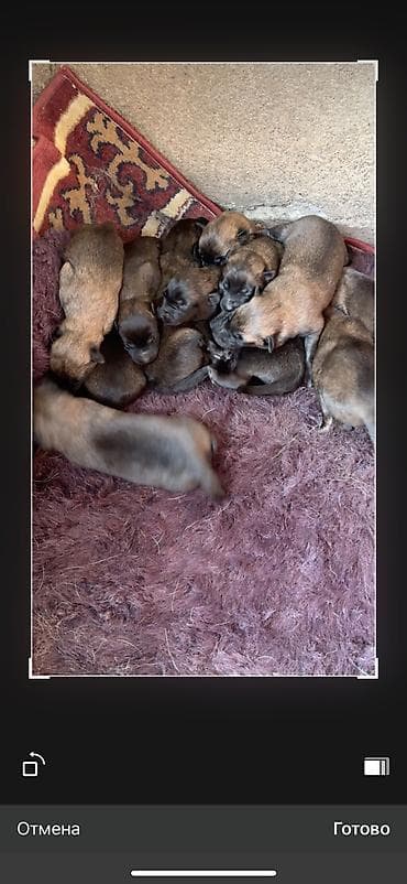 объявления о продаже собак: Бельгийская овчарка, 1 месяц, Самец, С родословной — 2