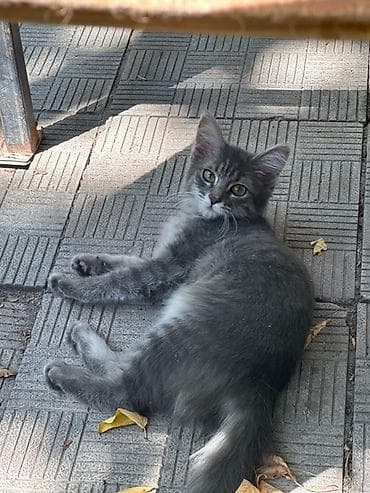 кошка каракол: Нашли котёнка! 🐱🤍 Нашли маленькую девочку, примерно 2–3 месяца. Очень — 1