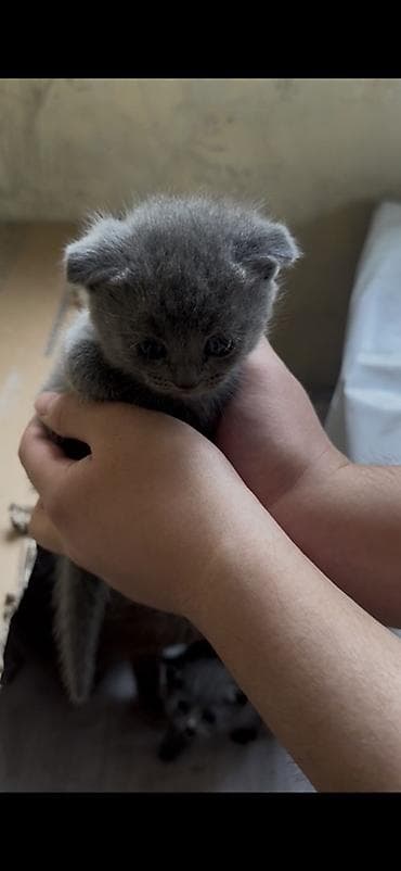 котята джалал абад: Продаются шотландские котята, возраст 1 месяц. 🐱 Мальчик — Scottish — 2