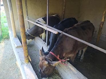 Продаю | Музоо, торпок | Полукровка | На откорм | Привязанные