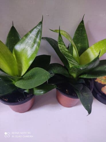 чайное дерево: Распродажа САНСЕВИЕРИИ цветы комнатные В чем польза: очищает воздух — 1