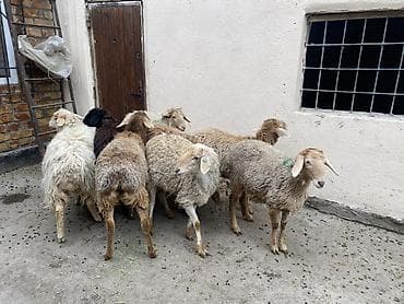 скот баран: Продаю | Овца (самка) | Полукровка | На забой, Для разведения, Для шерсти | Ярка — 2